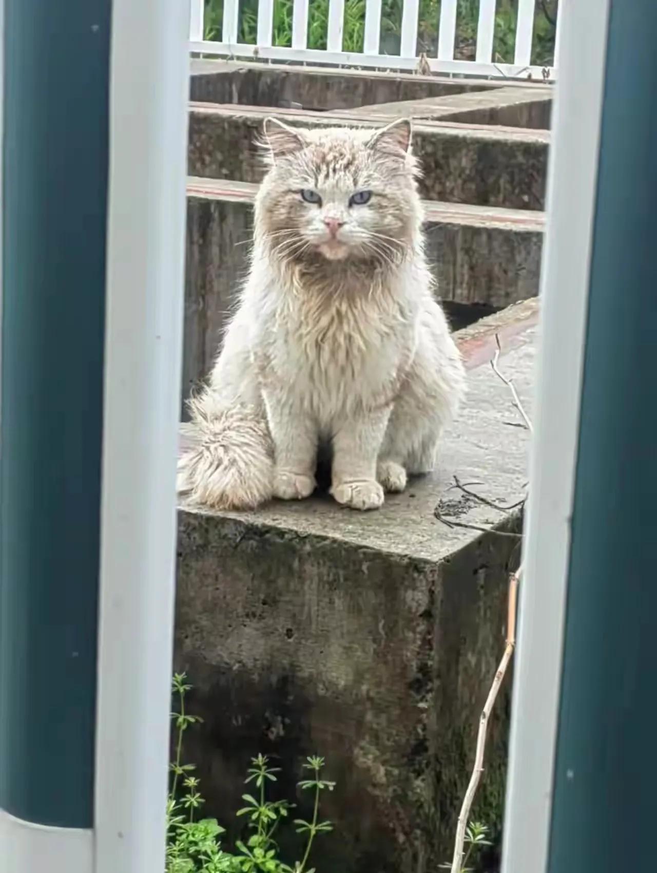 好漂亮的猫啊怎么也流浪起来了呢