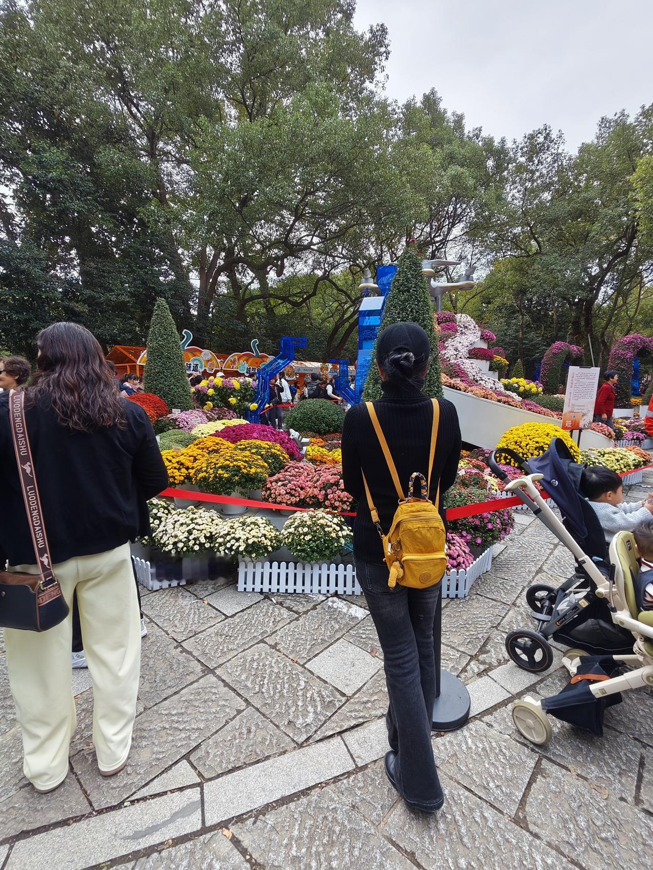 杭州每年的11月上旬都会在在植物园举办菊花展，去年看菊花展我被堵在大爷大妈的人流