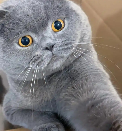 蓝猫被冤枉太久了！玻璃胃/掉毛怪都是借口，学会这3招养出黏人小甜豆～