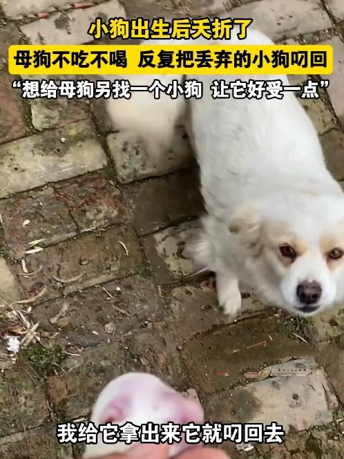 疯了！真疯了！河南商丘这只母狗，快把人看哭了！3月7号那天，它刚失去一窝