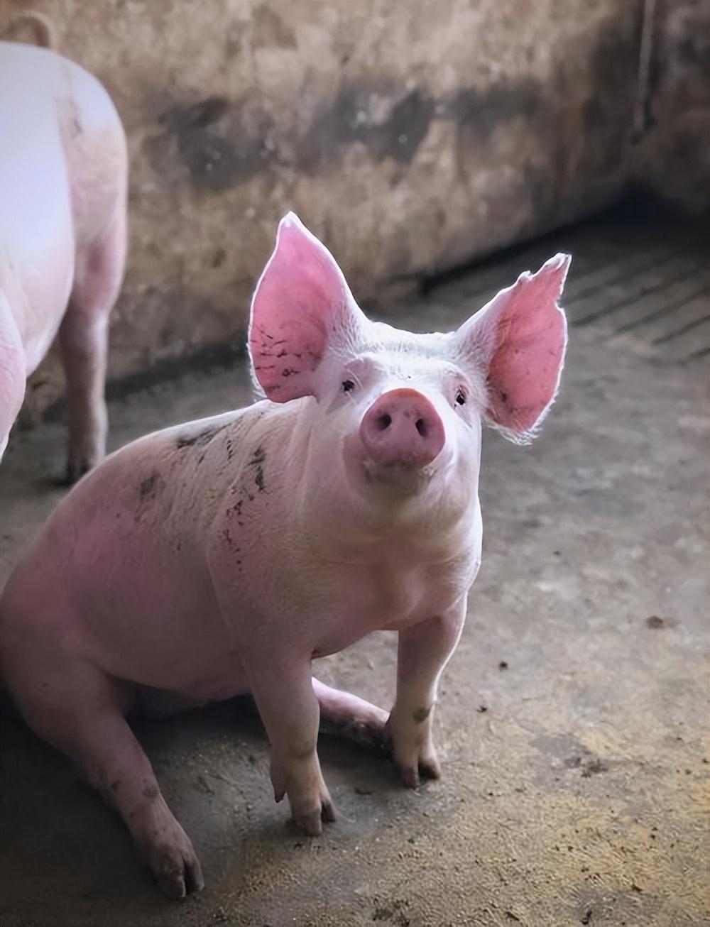 猪肉跌到“白菜价”，为何国家突然出手了？内情远比想象中的复杂麻烦看官老爷们右