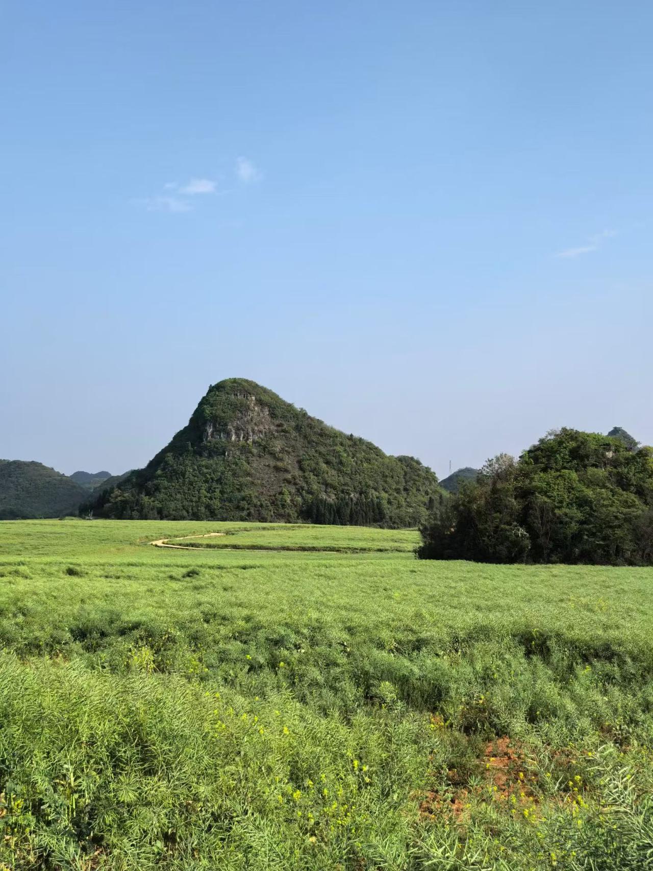 今年春天最想实现的心愿油菜花散去油菜籽登场！这一片油菜田的油菜籽很快就会榨成菜籽
