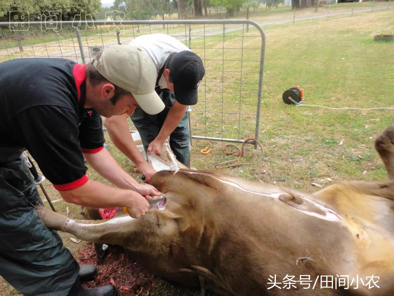 澳洲农民杀牛真奢侈: 丢掉两车牛肉和牛杂, 让咱情何以堪?