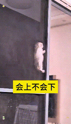 这段视频我来回看了好几遍，真是替这小家伙捏把汗。家里两只小猫，这只胆子属实没边，