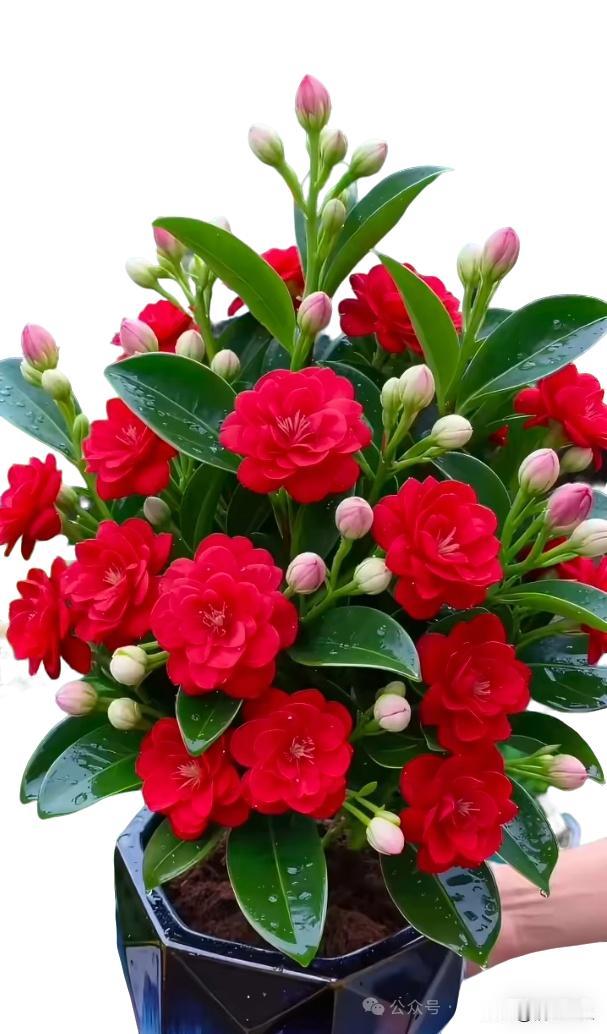 刚刚和老公吵了一架，不是大事，小姑子家老大过生日，我得定个蛋糕老公说：闲的我，