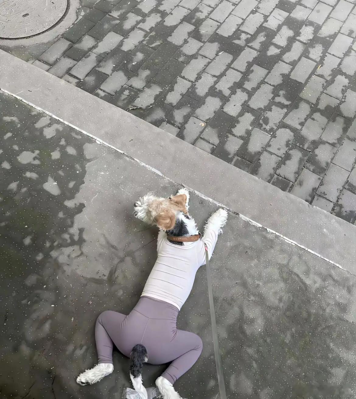 这狗好有侮辱性……​​​