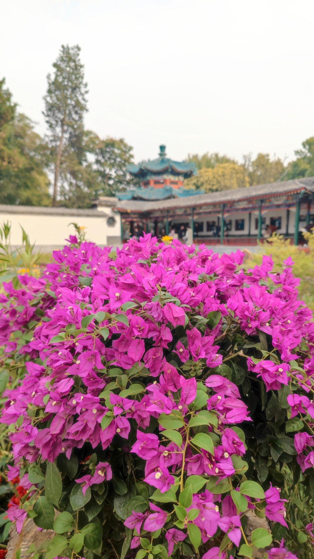北京中山公园菊花展摄影​​​