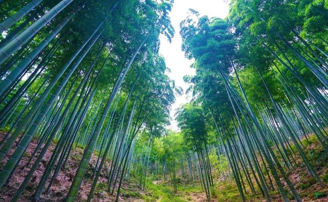 浙江安吉竹海: 比西湖更值得一去的绿色仙境