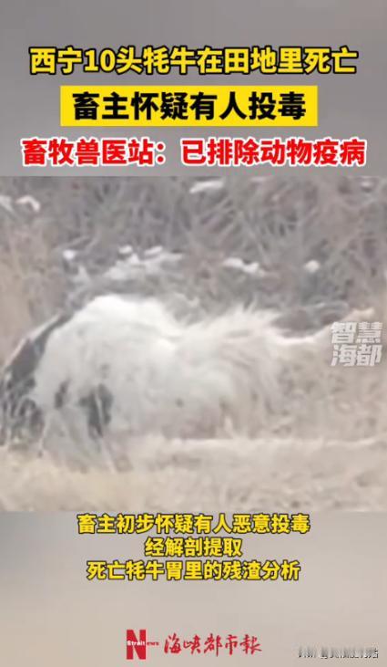 “严查到底！”1月18日，青海西宁，一名牧民养殖户清晨去田里查看时，竟发现自家放