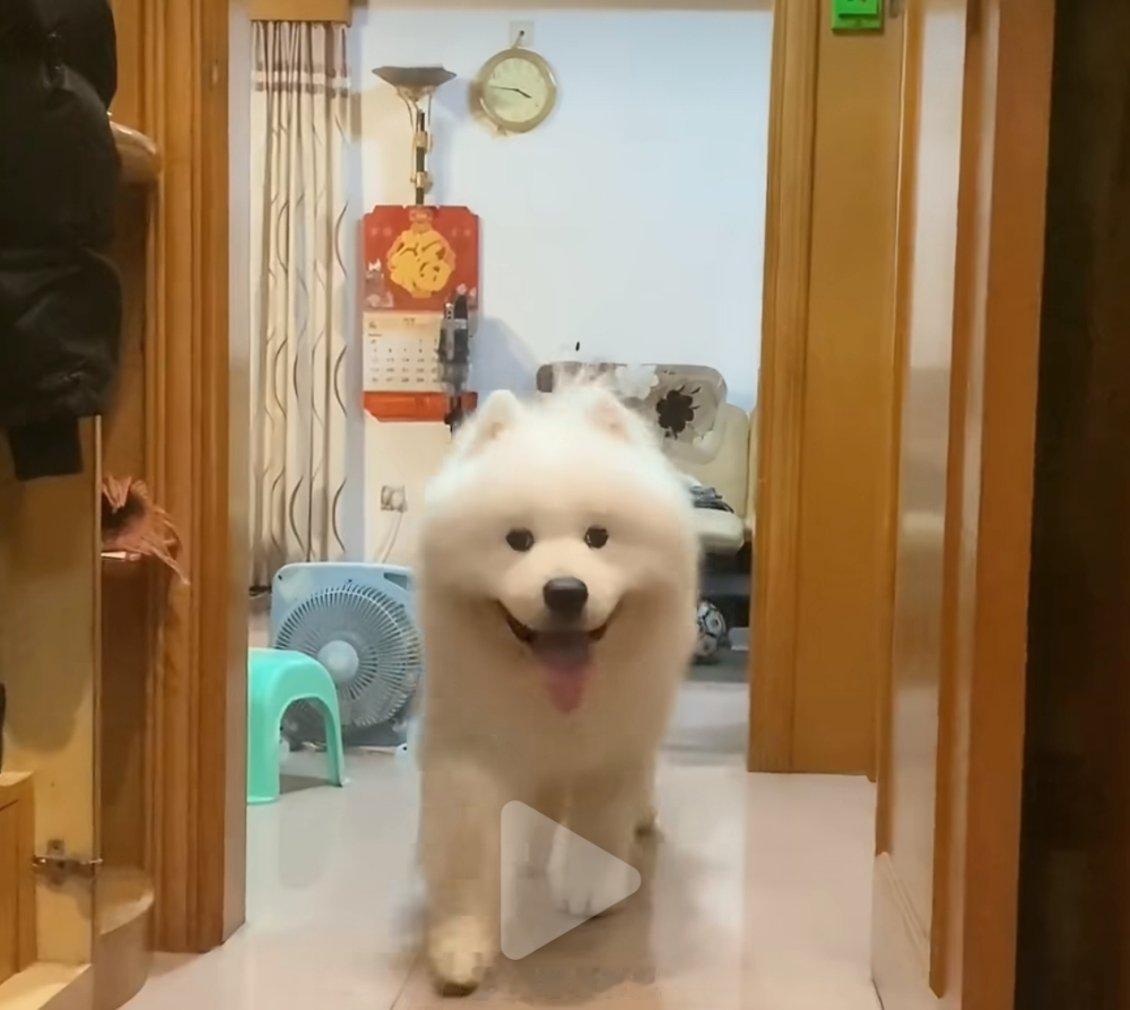 广东真不适合养萨摩耶很多人可能不知道萨摩耶是属于雪橇犬…广东夏天真的太闷热了…