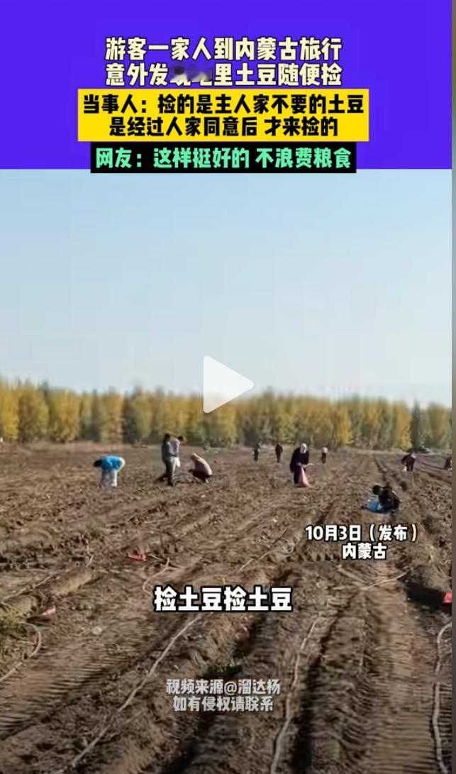 近日，男子一家三口去内蒙古旅行，意外发现路边地里有很多土豆，竟然跑到地里捡土豆，
