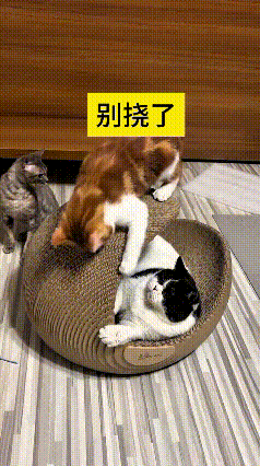 哎呀妈呀老铁！你瞅瞅这俩小猫多逗乐橘猫搁猫抓盆上使劲磨爪子，里面躺着的黑白猫不