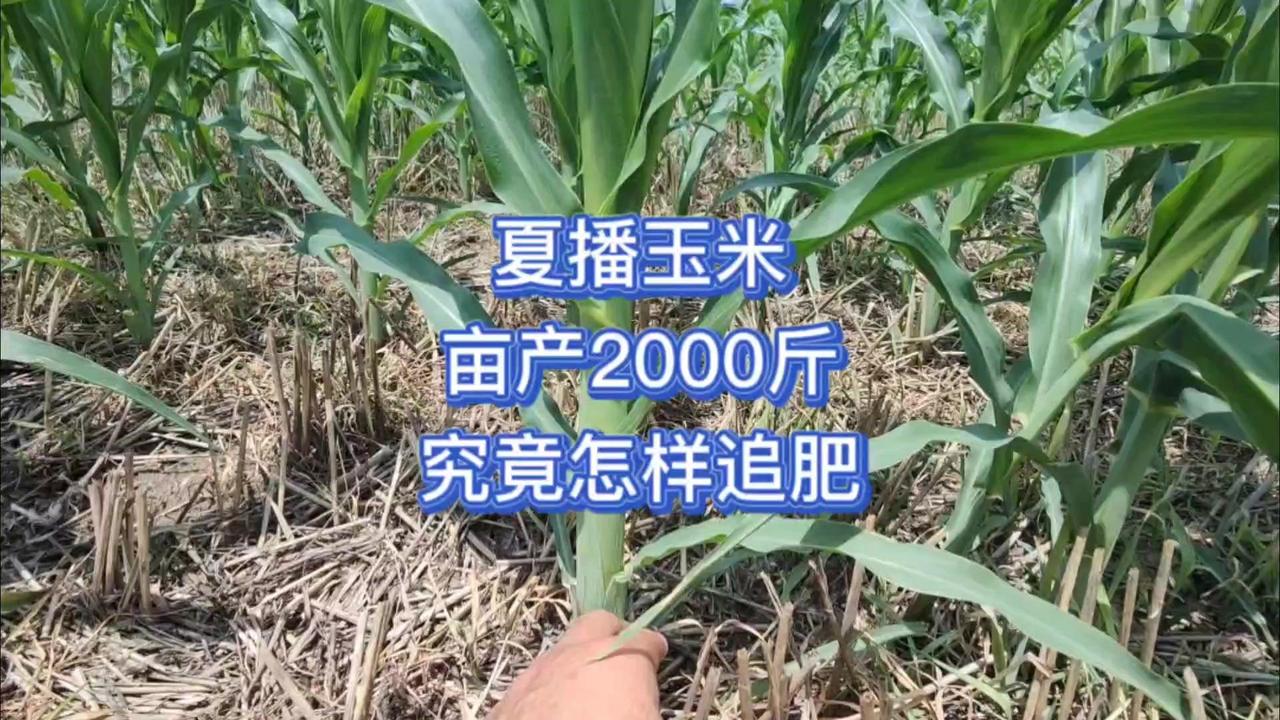 🌽夏玉米亩产想突破2000斤？水肥一体化是关键，这四个追肥期千万别错过！1