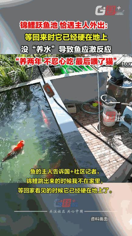 真是造化弄人！云南蒙自，一男子临时有事外出，不料，池塘中一条养了2年的锦鲤突