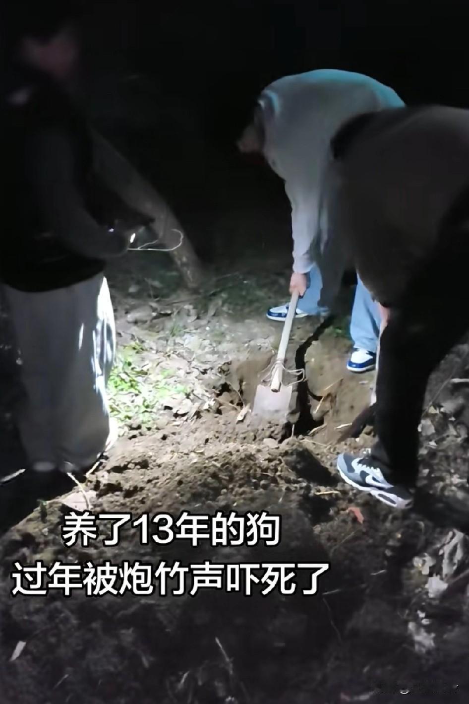 养了13年的狗，过年被炮竹声吓死了，今年很多狗狗被鞭炮吓死的狗狗，浑身发抖躲在窗