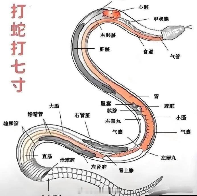 瞧了蛇的剖视图才明白为啥打蛇打七寸。