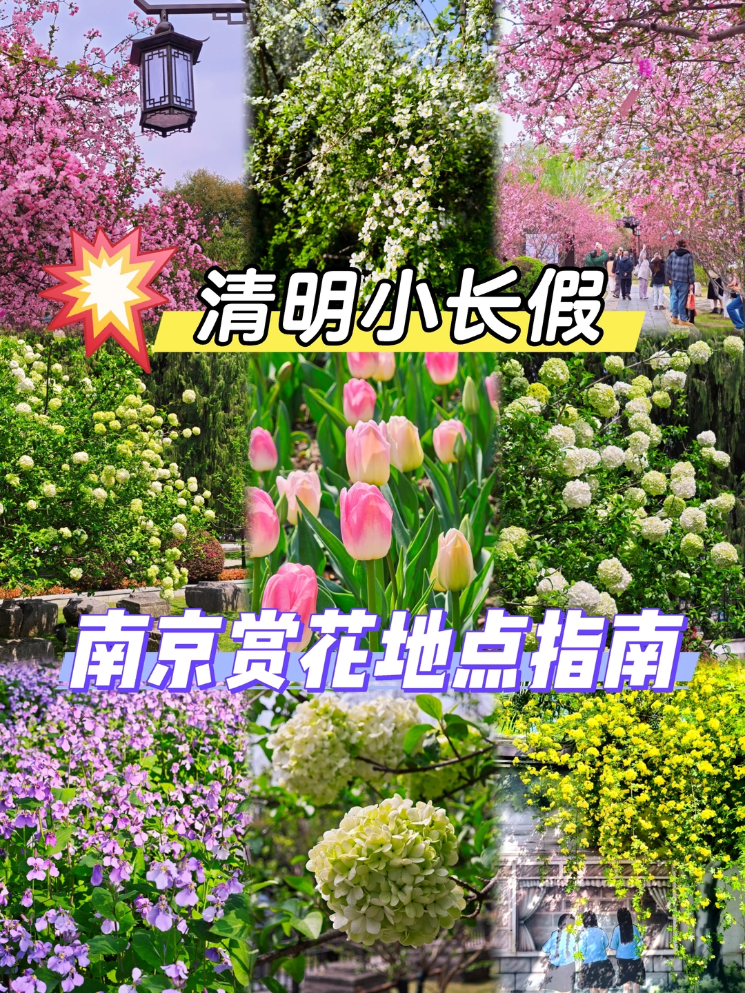 🌸南京清明赏花指南！4.4-4.7地点推荐