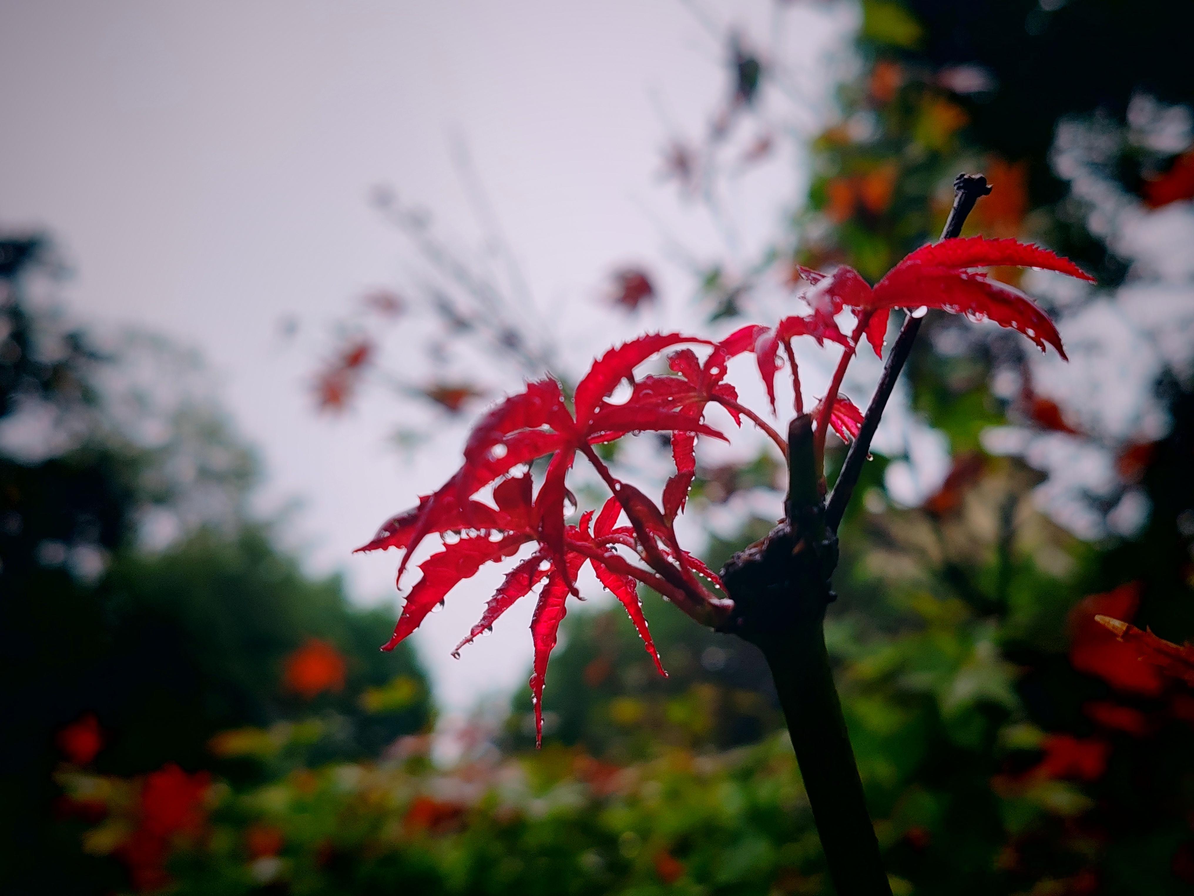 手机摄影﻿早晨，秋雨绵绵，树叶也黄了、红了……天凉，好个秋！随手拍美景用眼睛寻