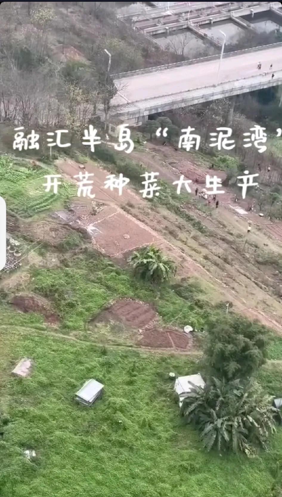 巴南区李家沱融汇半岛空地上，大爷大妈们忙得不亦乐乎！🌱城里空地变菜园，大爷