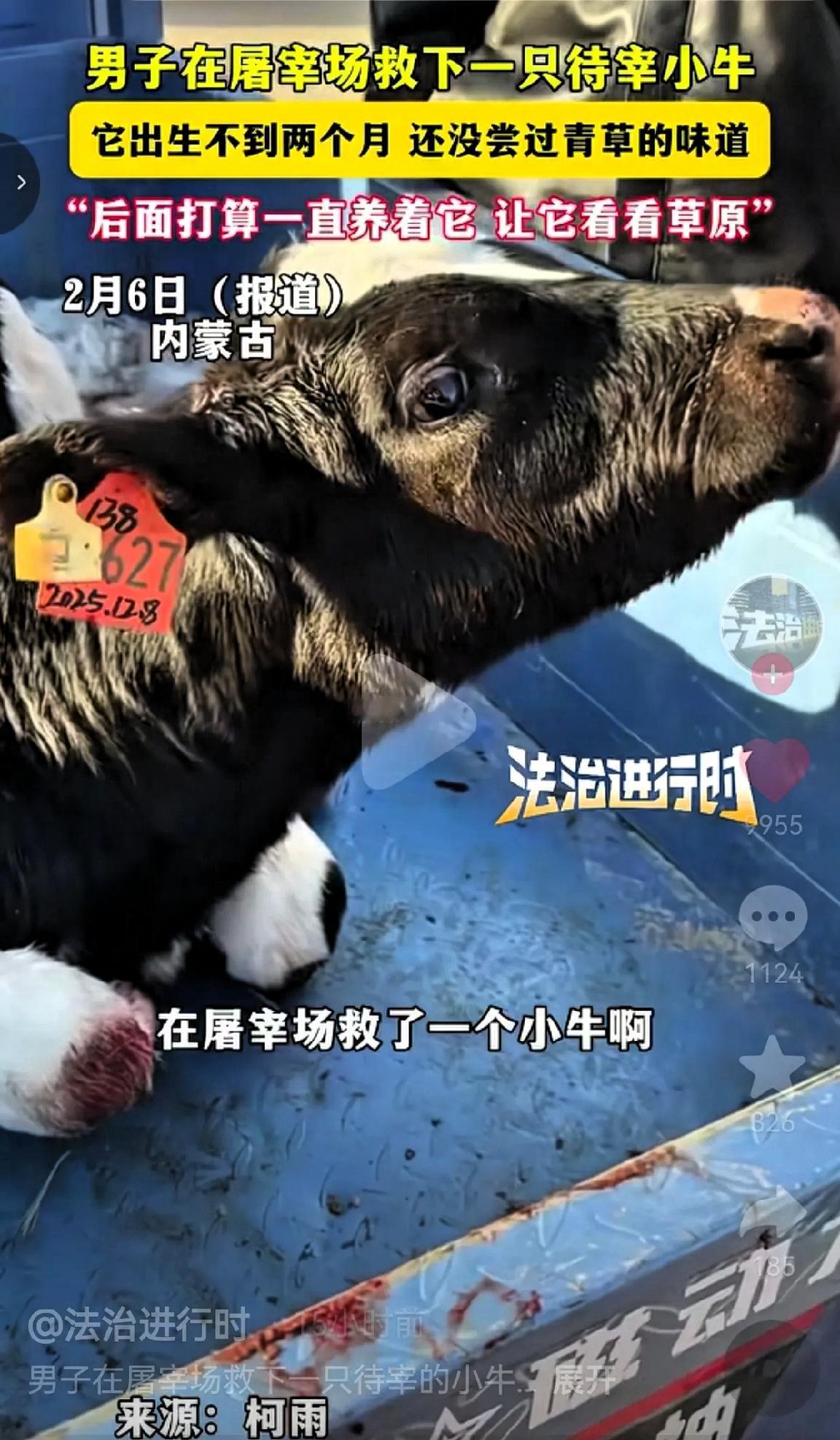 近日，内蒙古，一男子本来是去屠宰场买肉的，结果在屠宰场看见一头小黑牛。它蜷