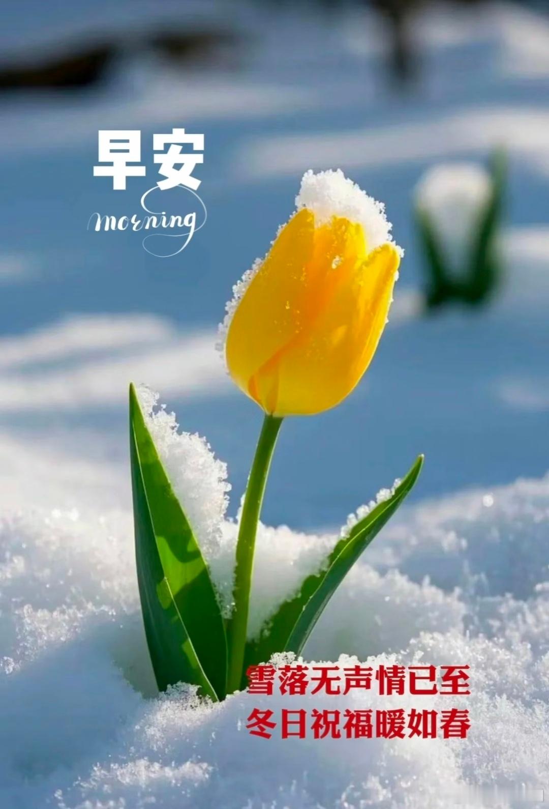 早安！雪落无声情已至，冬日祝福暖如春。愿你拥有一个温馨的季节，幸福与你同在。周二