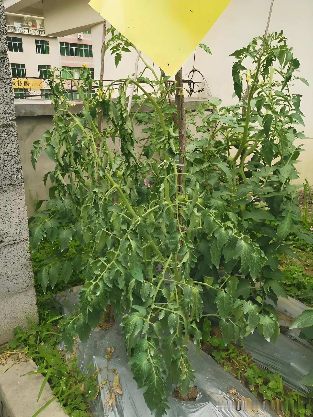 番茄突然整株萎蔫？怎么回事？能补救吗?我今天去菜园，发现一棵番茄突然整株蔫