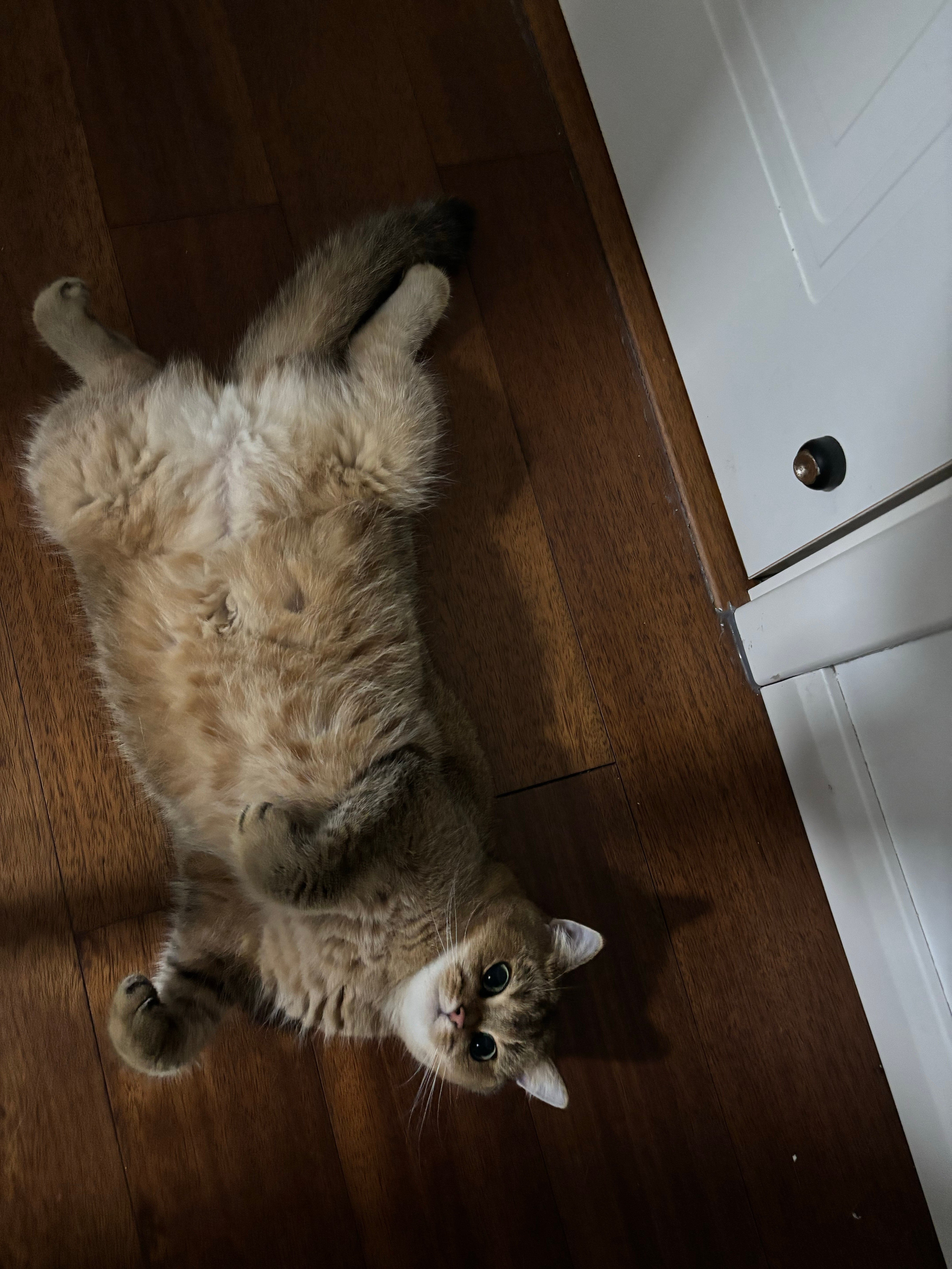 有只猫，就这样四仰八叉的往地上一躺猫咪