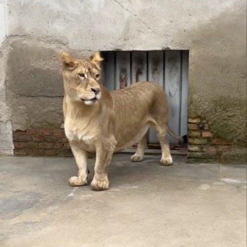 这两天,徐州九顶山野生动物园的一只非洲狮突然火了,原因让人又心疼又好笑——它腿太