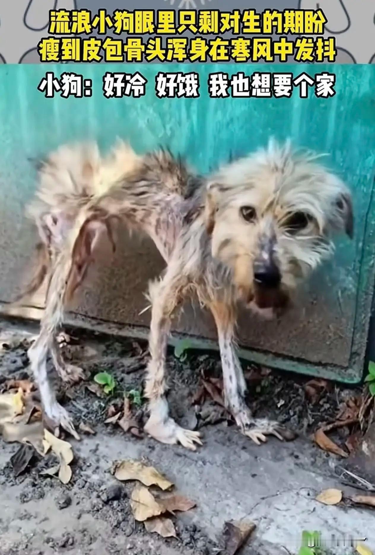 真的看哭了！这只流浪狗，到底做错了什么？一出生就失去妈妈，独自在街头流浪