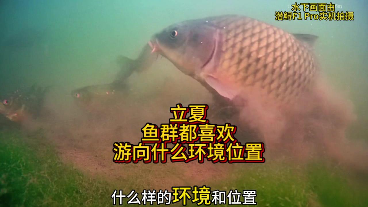 ✨立夏以后还能不能钓鲫鱼？此时的鲫鱼都喜欢待在什么样的环境和位置？立夏是二十