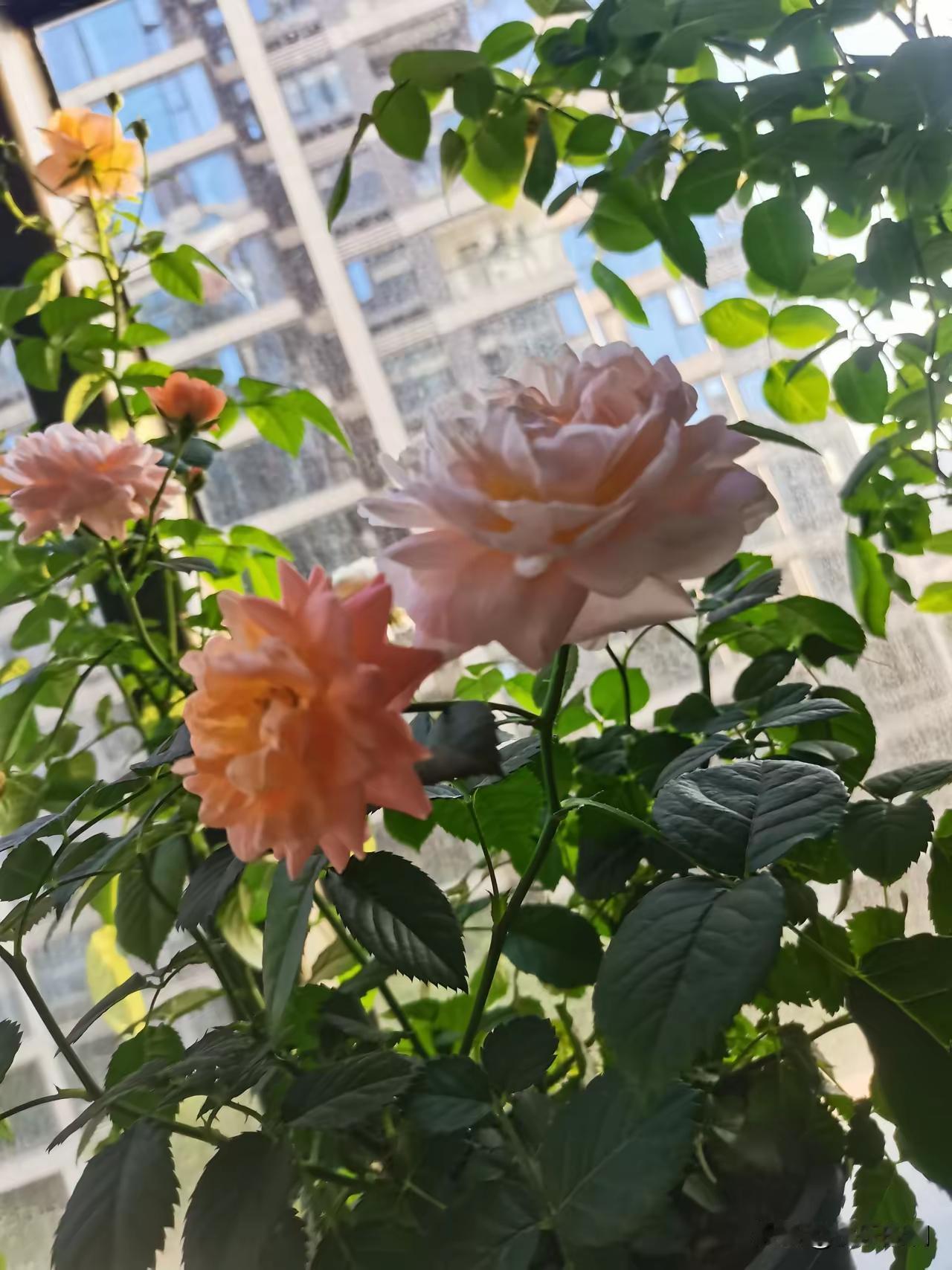 前阵子，我堂哥得了癌症走了。走的时候，他才四十出头，留下两个孩子，大的十岁，小的