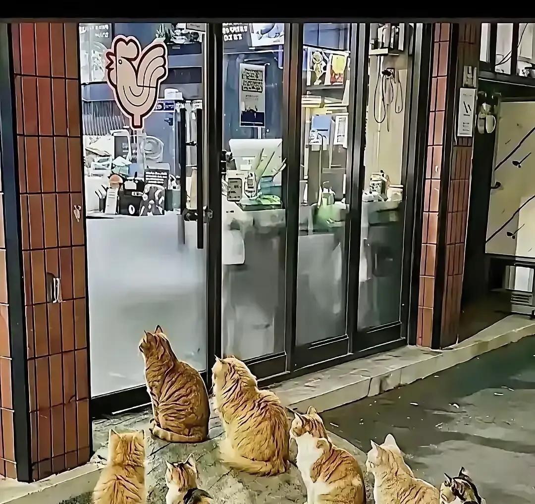 一家烤鸡店的老板每天晚上大王的时候，都会把没有卖完的东西投喂分黑流浪猫。久而久之