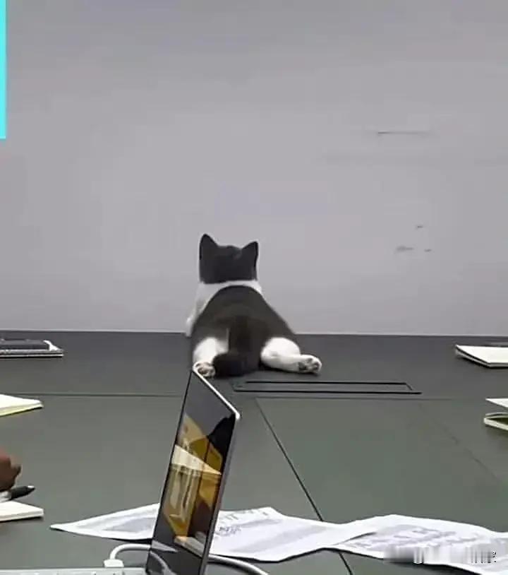 猫咪老板对这个方案很满意