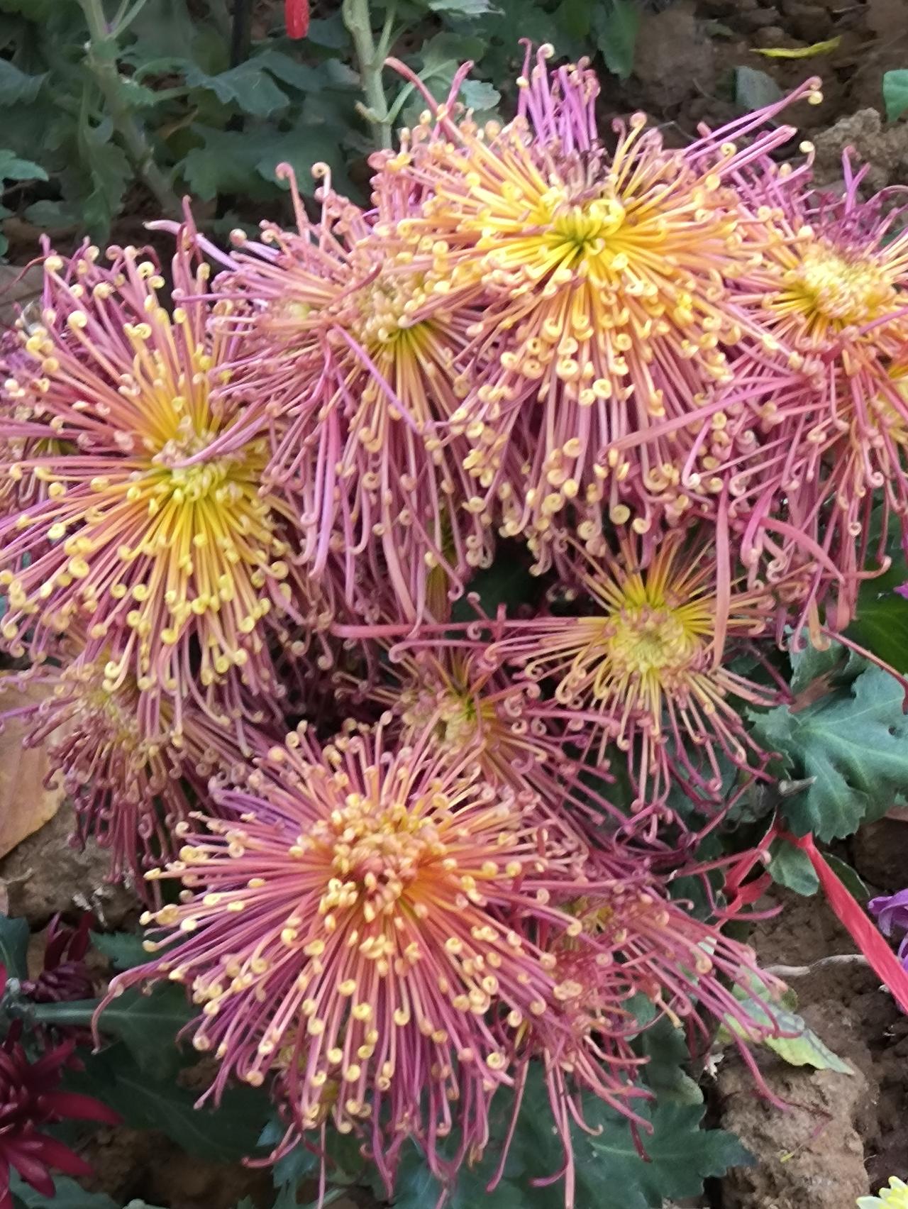 笑话：换儿媳（11月26日原创）地主李兴财看着儿子李小满当婚未娶，女儿李秀婷