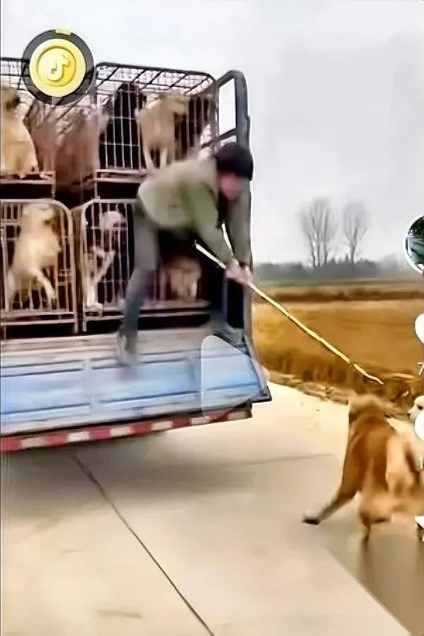 收狗车旁突然大乱！黄狗发疯般拖下男子满车狗眼里全是恐惧麻木。那只黄狗腾空
