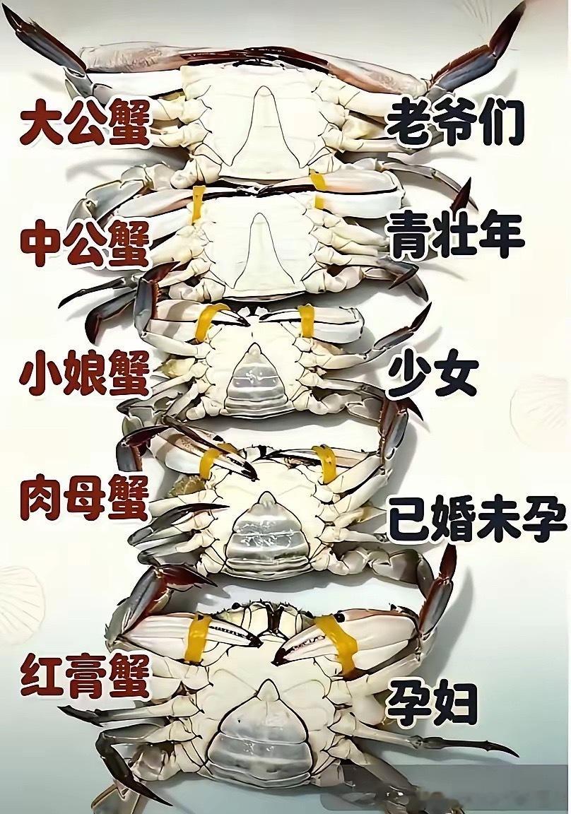 秋天到了，教你如何挑选肥美的螃蟹。​​​