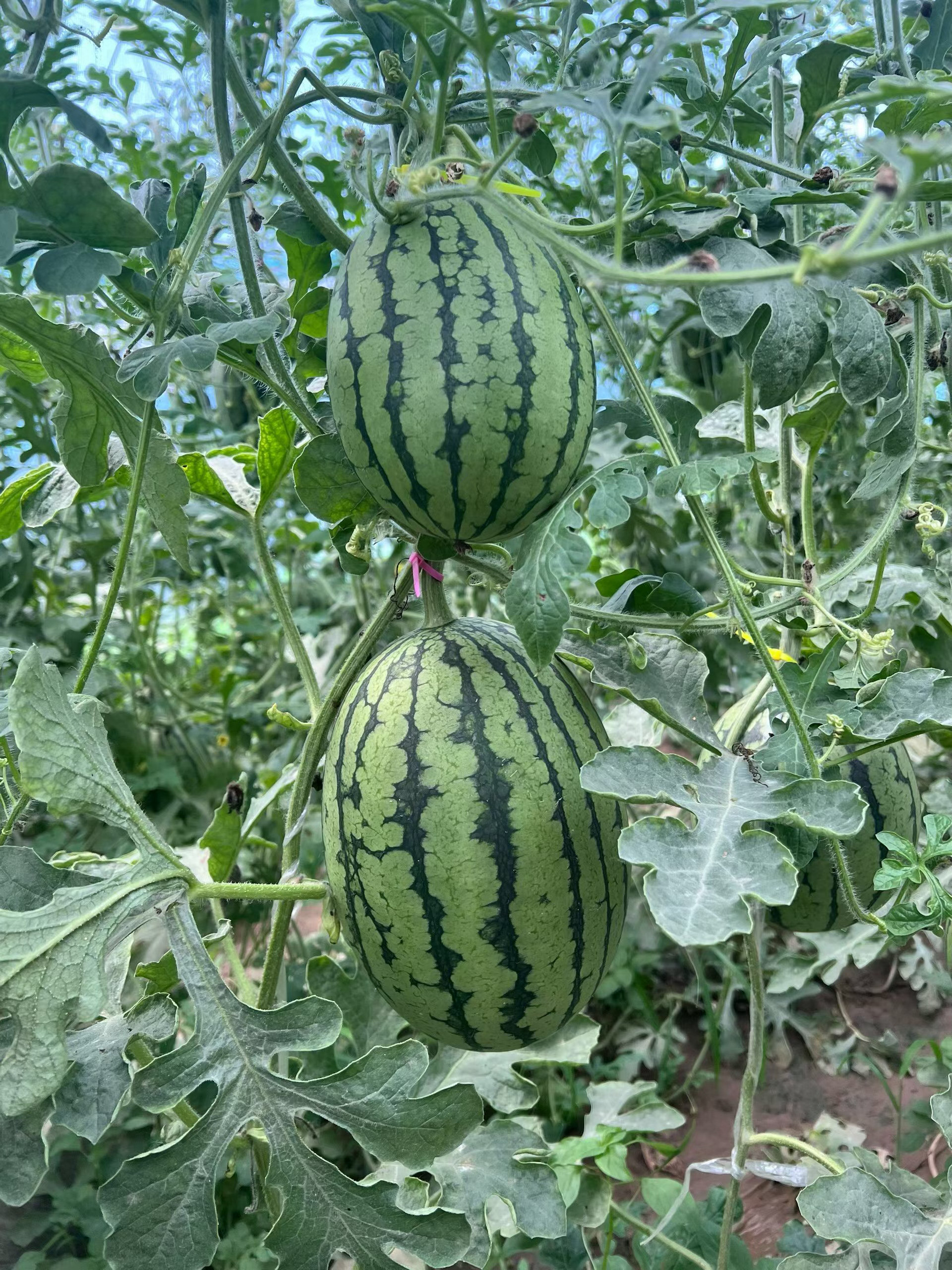 研究发现常吃西瓜的人整体饮食更健康第38届北京大兴西瓜节相约甜蜜大兴,邂逅花园小