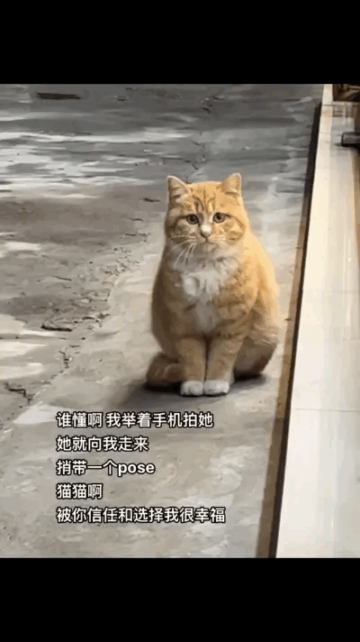 猫猫的身份证照！这个猫猫的猫步走的好标准，坐姿也非常端庄，是一只优雅好猫猫！小姐
