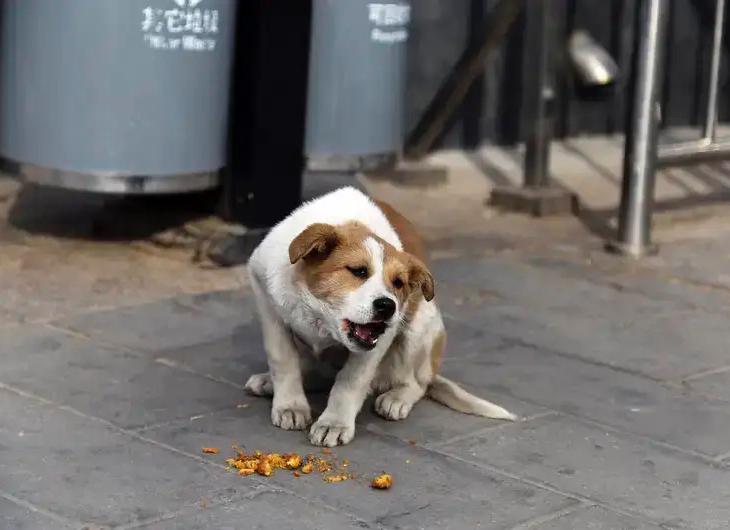 北京毒狗案二审落槌！4年刑期背后，谁才是真正的赢家？北京毒狗案二审维持原判，
