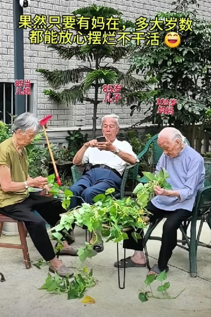 果然只要有妈在，多大年龄都是孩子!105岁的妈妈在摘菜，85岁的儿子翘个二郎