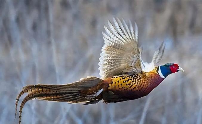 为什么野鸡一到天黑后就“失踪”？一位野生专家告诉我，80%的人都不知道，野鸡曾