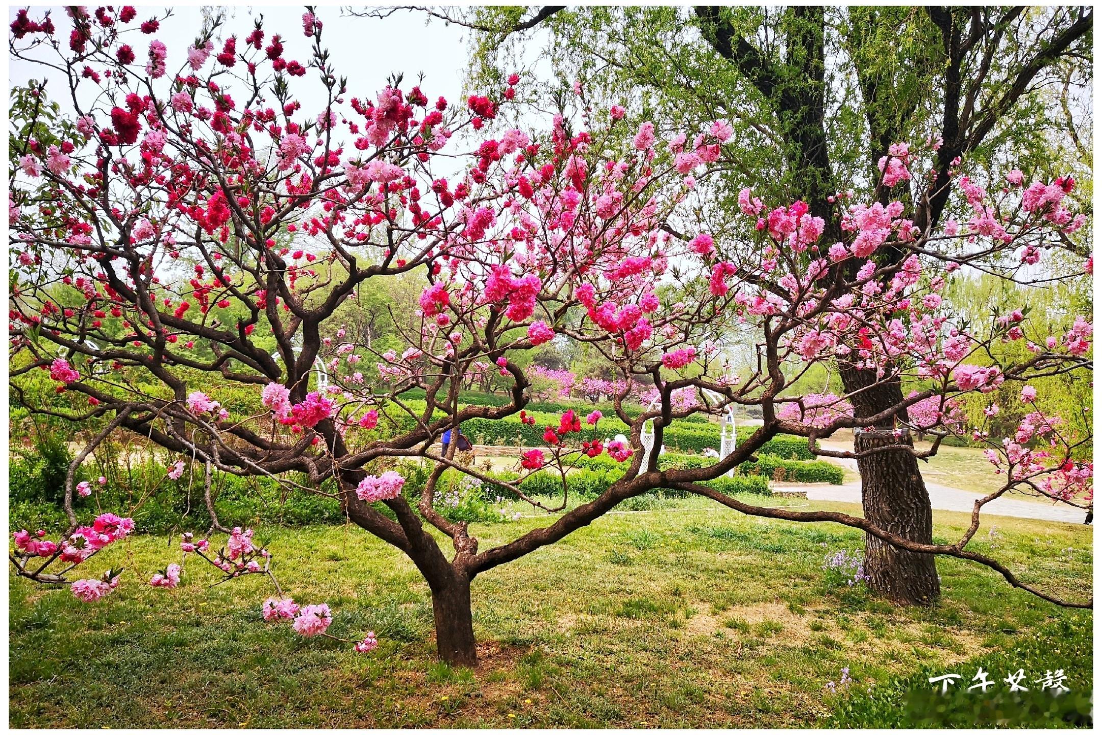 国家植物园4月春色摄影​​​