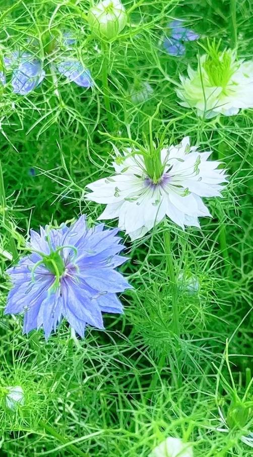 梦幻蓝紫色花海，绽放自然之美！🌸💙
