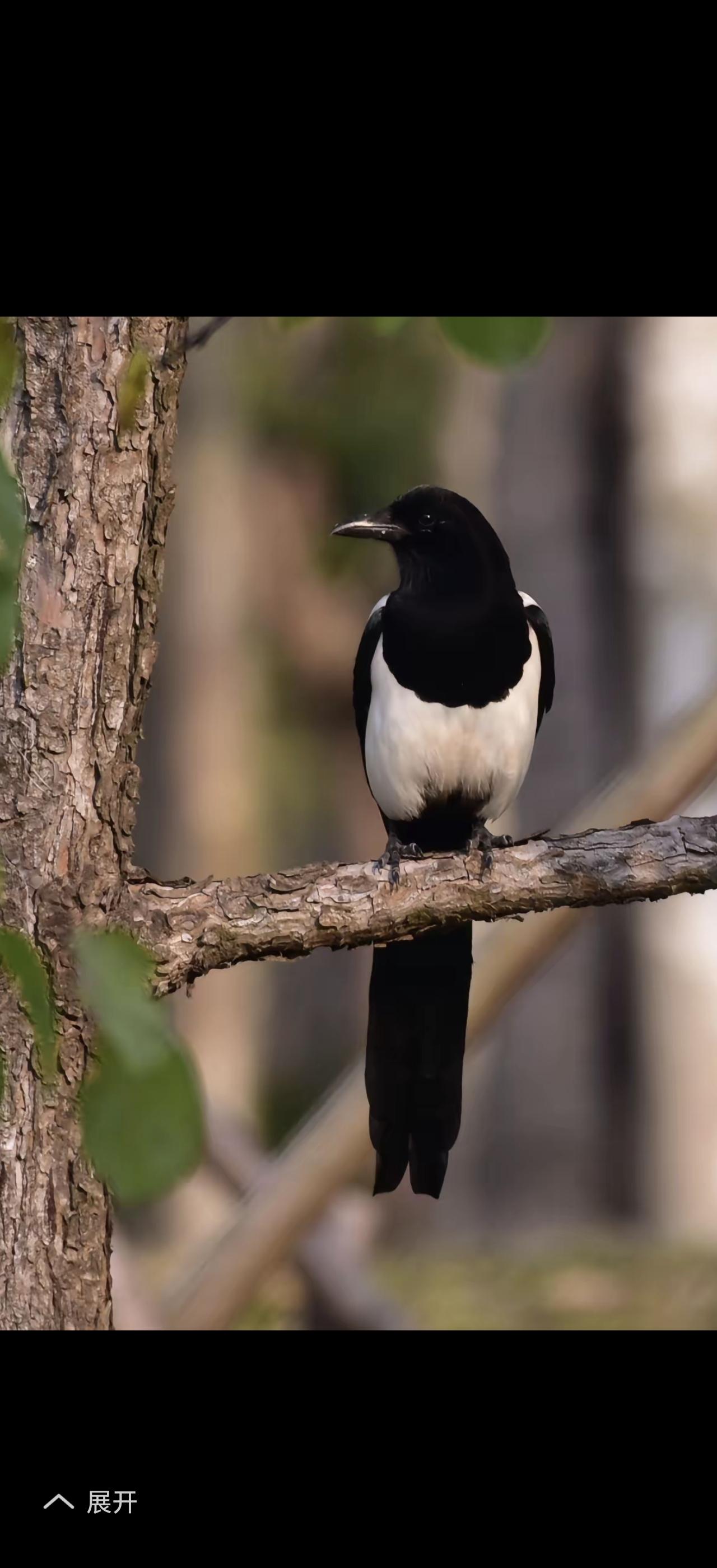 “喜鹊踏枝”，光听这词儿，那画面感立马就来了。你就想啊，一只活蹦乱跳的喜鹊，欢欢