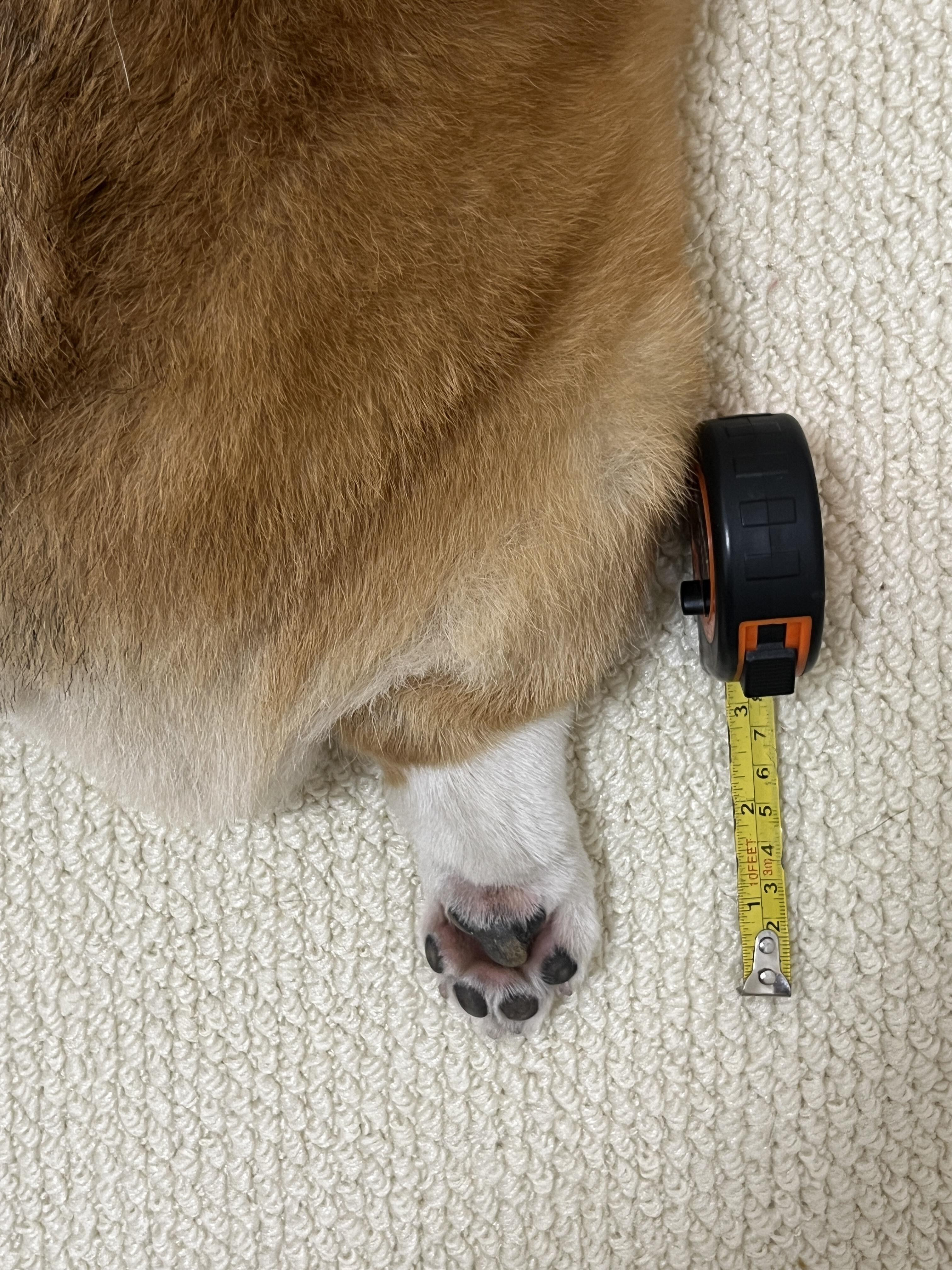 侮辱柯基的n种方式