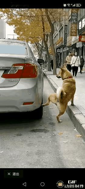 狗子路边“方便”竟引发车祸？这锅真不是毛孩子该背！千万别觉得这事儿离谱，