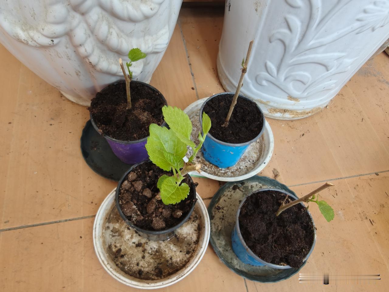 扦插的果桑枝条，是不是成活了？5月底进行了果桑夏伐，剪下了许多枝条。娃儿爸说