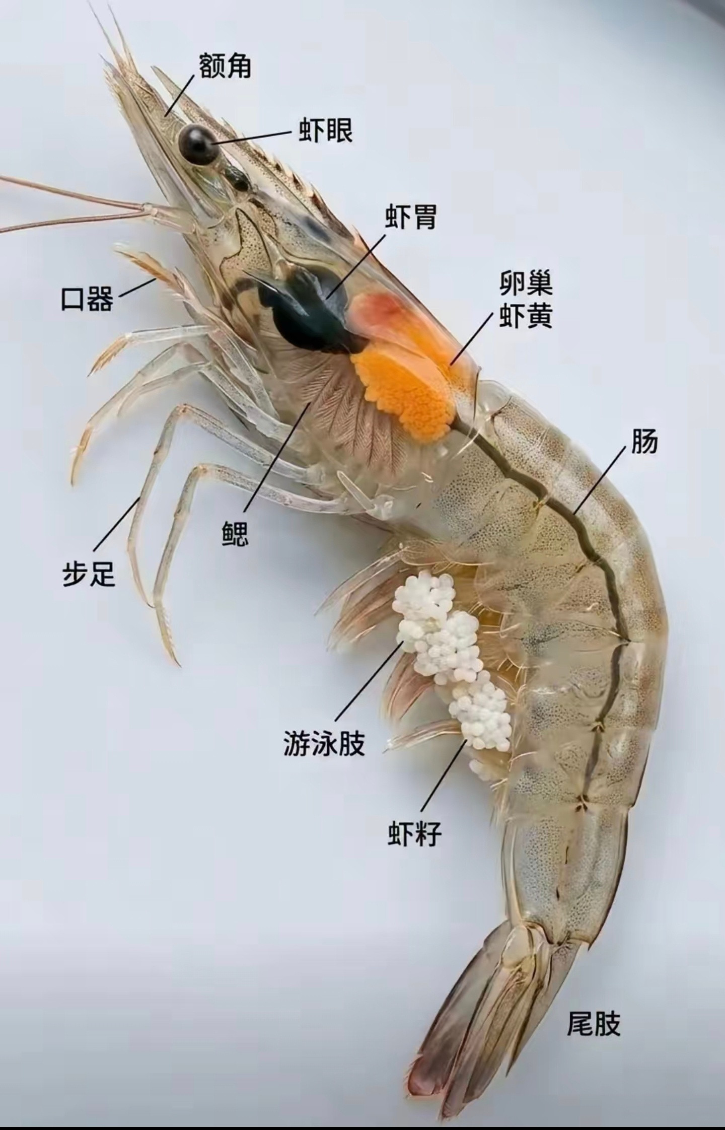 眼就眼吧，还虾眼！