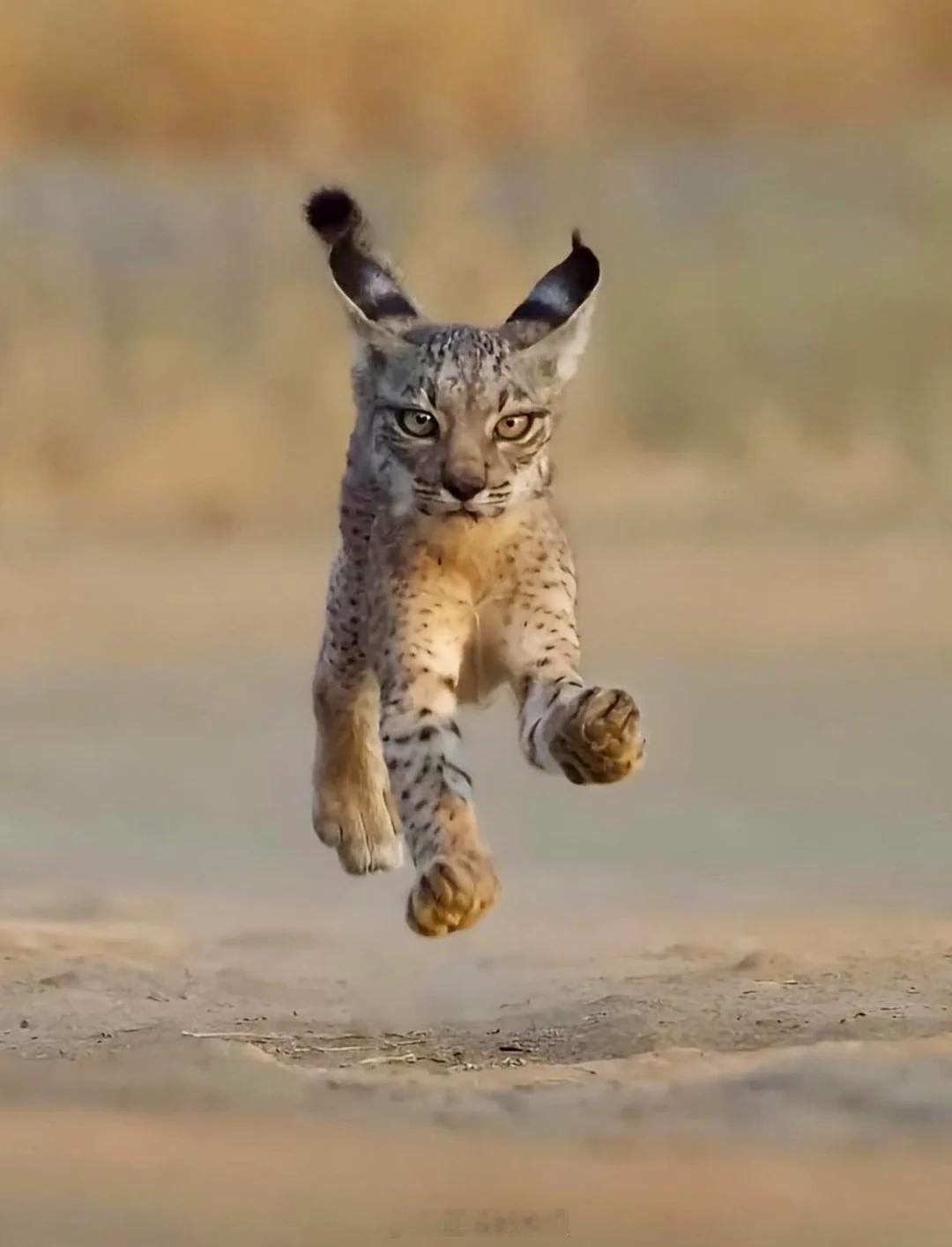 伊比利亚猞猁--最稀有的大型猫科动物之一