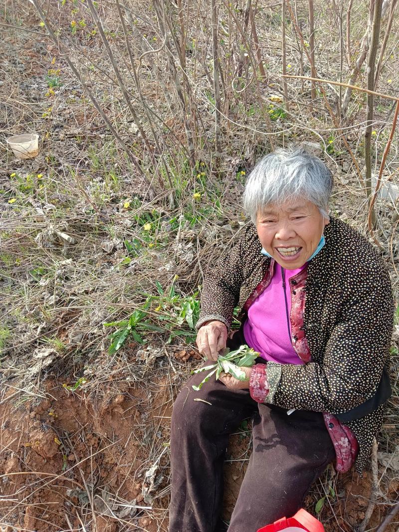 昨天遇到一位七十多岁的老太太，正在路边挖荠菜。她说挖荠菜是为了卖钱，市场价
